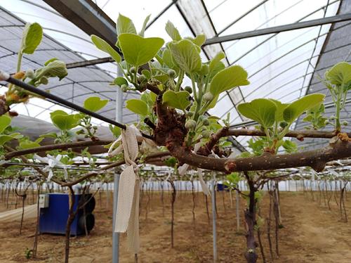 种植樱桃的大棚一亩地投资多少钱,大棚种植樱桃哪个品种好