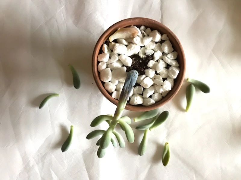 让多肉盆栽蓬勃生长的6个妙招,多肉盆栽夏季怎么养护