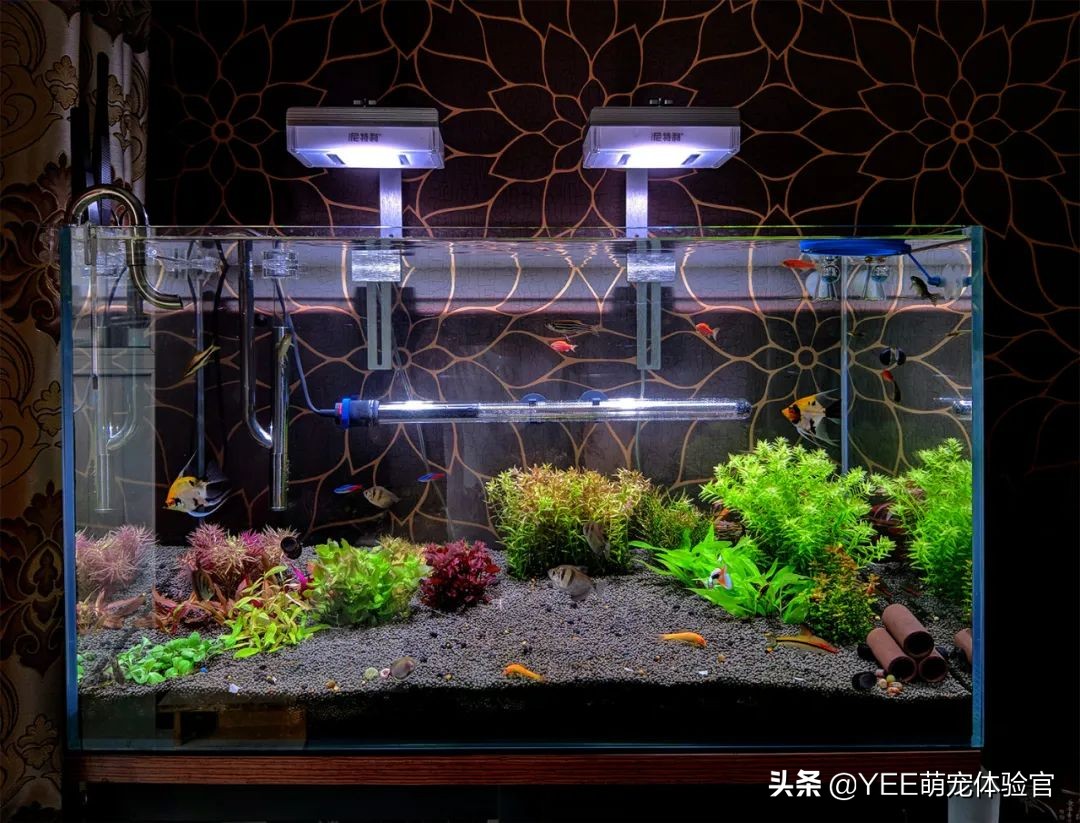 硝化细菌的五大秘诀,多加了硝化细菌该怎么处理