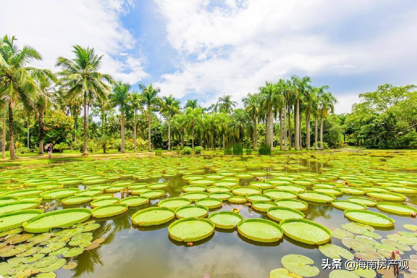 旅居西双版纳的感受,打卡西双版纳热带风情傣乡