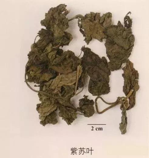 中药材图片大全大图带药名,200多味中药材图谱带图