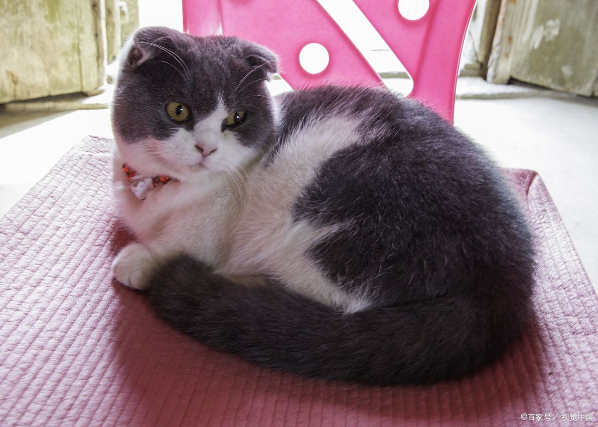 猫粮汇总表格,100种猫粮配方大全