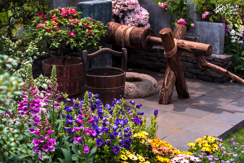 上海国际花展一览表,上海国际花展一览