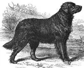 世界拉布拉多犬冠军,世界上最大的纯种拉布拉多成年犬