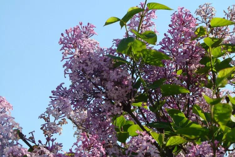 好书推荐快来领取你的宝藏书单,100种百花图谱大全