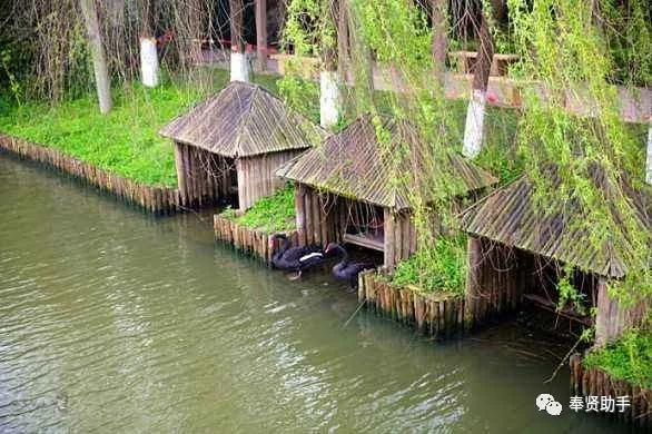 奉贤区南桥镇旅游景点,上海奉贤景点推荐一日游最佳路线
