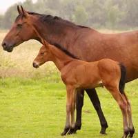 我喜欢飞马的原因