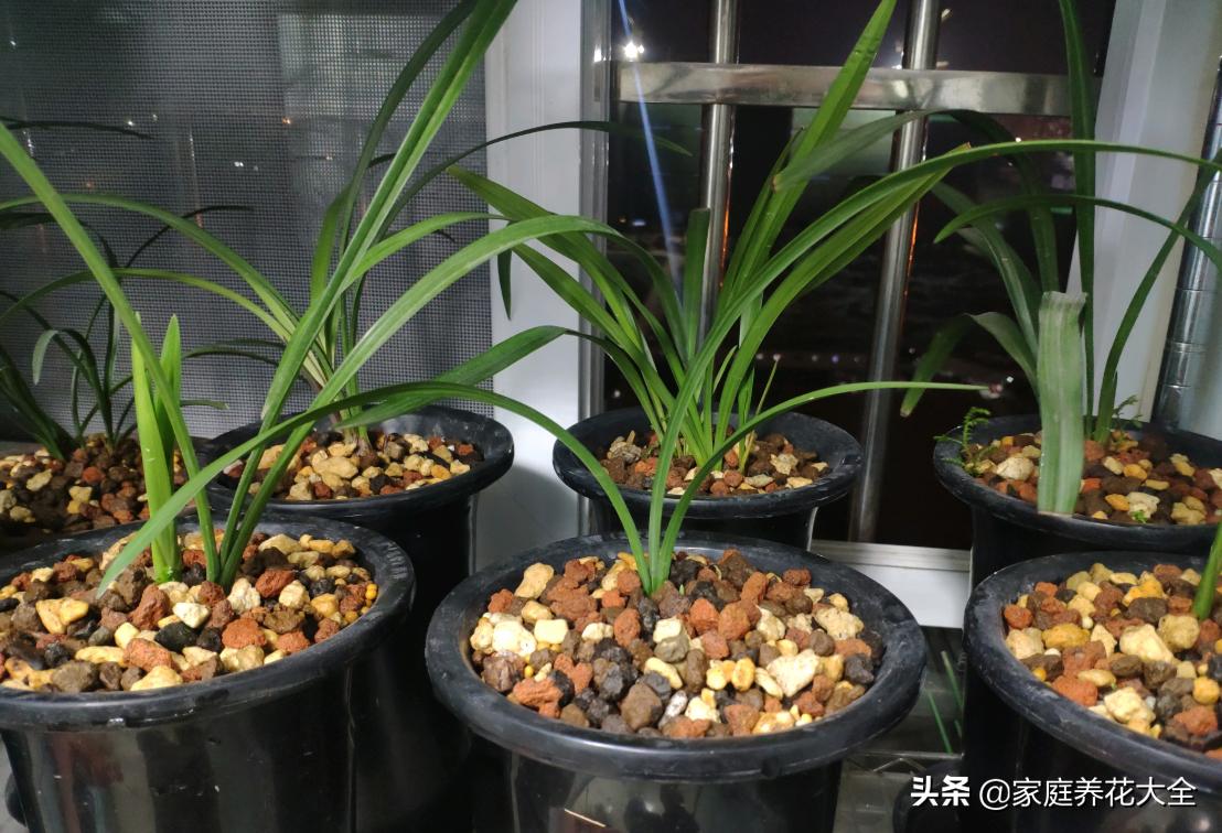 兰花上盆直接浇水还是服盆浇,兰花上盆后正确的浇水方法