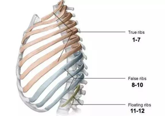 求实瑜伽丨肋骨外翻不止影响美观？！如何高效解决肋骨外翻？