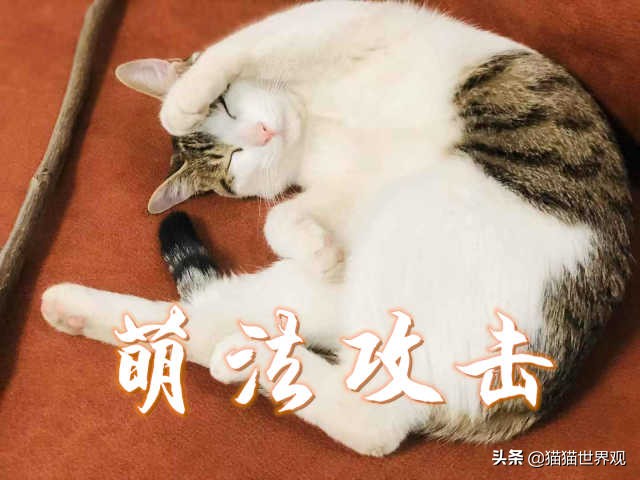 铲屎官不能不知道的养猫的那些事,养猫必须铲屎的注意事项