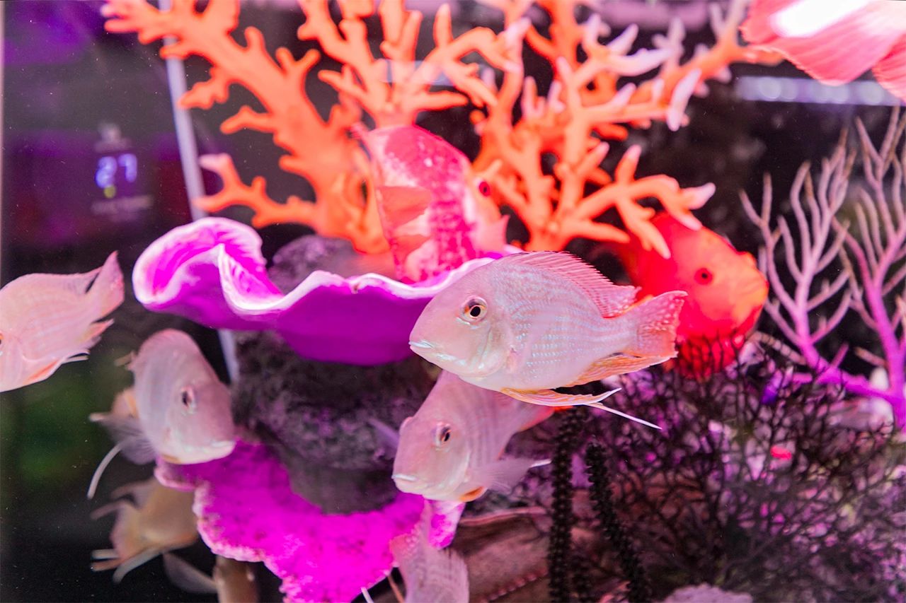 深圳10大旅游好去处,深圳盐田区周末休闲浪漫好去处