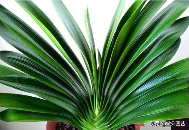 君子兰的叶子长歪了如何矫正,君子兰叶子怎么不让长歪