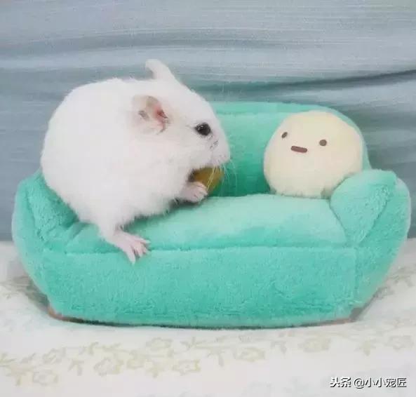 仓鼠宝宝除了喝奶还能吃什么,仓鼠除了吃鼠粮还可以吃什么