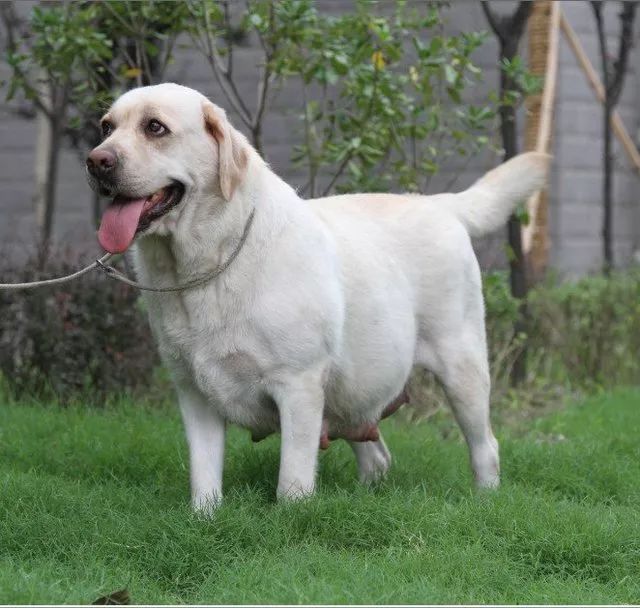 狗狗怀孕的特征和注意事项，你知道吗？