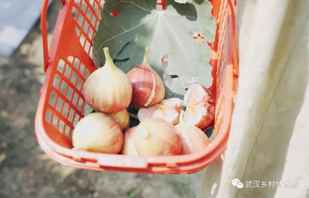 太好吃了！无花果上市，查收一份来自东西湖区的甜蜜暴击
