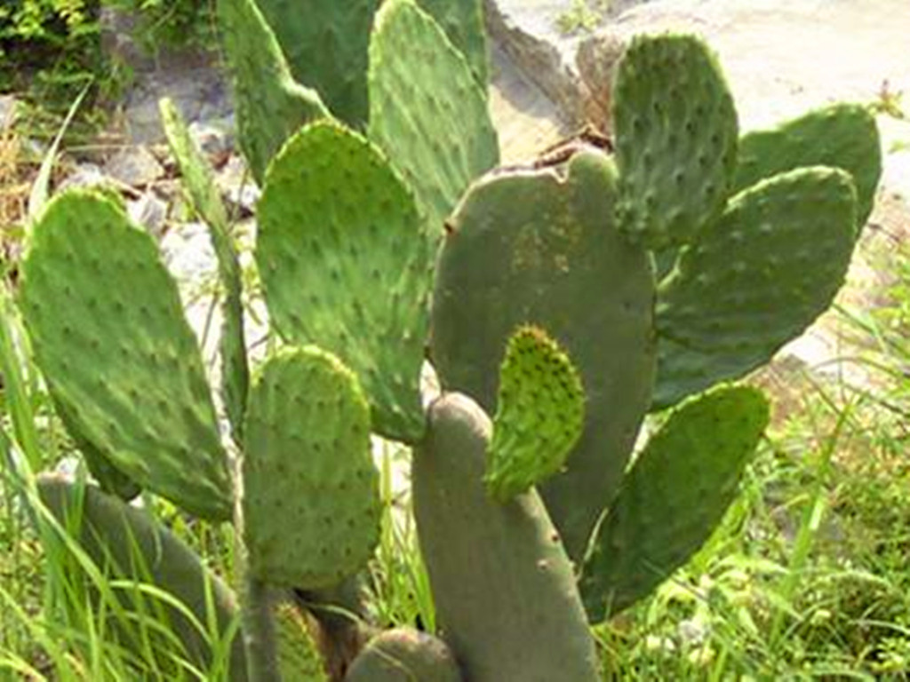 多肉能不能乱吃,所有多肉能吃吗