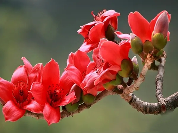 浓须大面好英雄，壮气高冠何落落，木棉花岂可用娇柔妩媚来形容