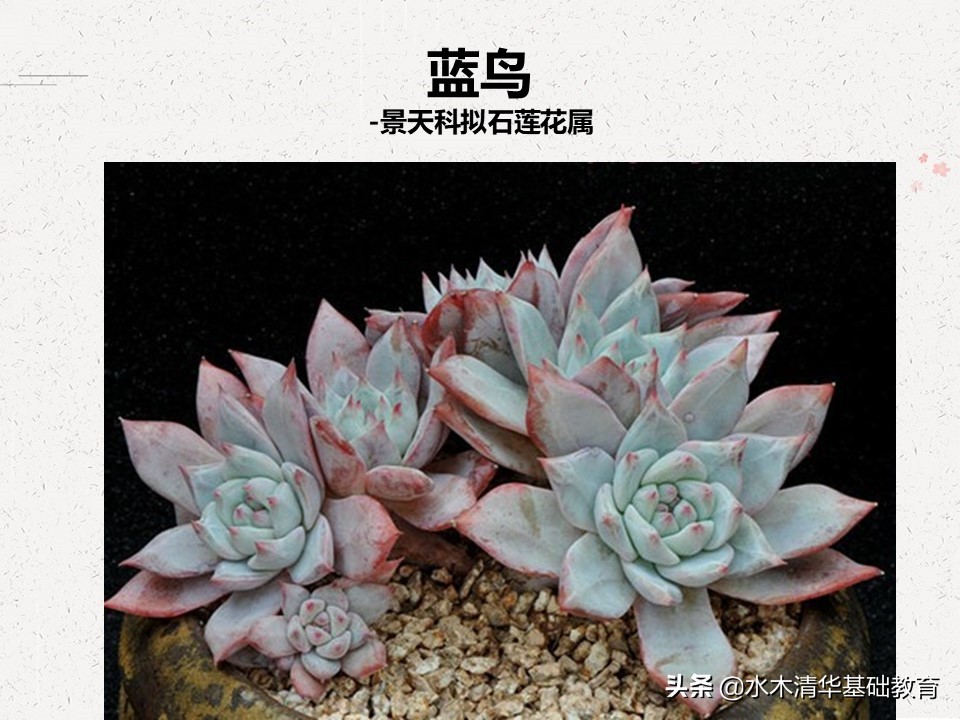 梦幻女王多肉植物百科图谱,原产地多肉植物图谱pdf