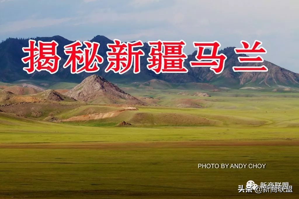 揭秘*疆新**马兰