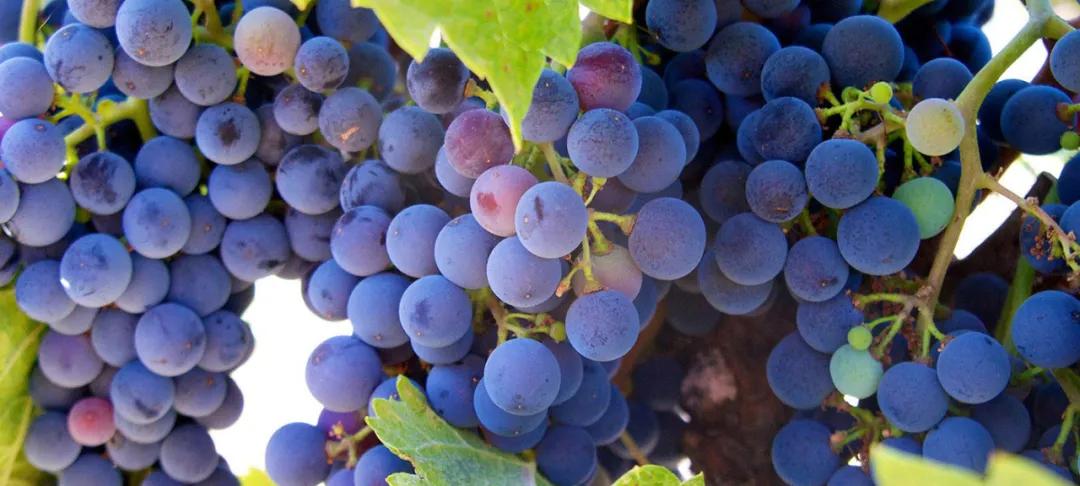 促睾食物,促睾食物减脂