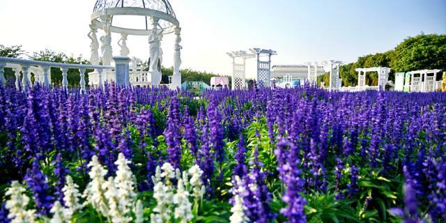 百万葵园怎么游玩才能满足,百万葵园攻略一日游图片