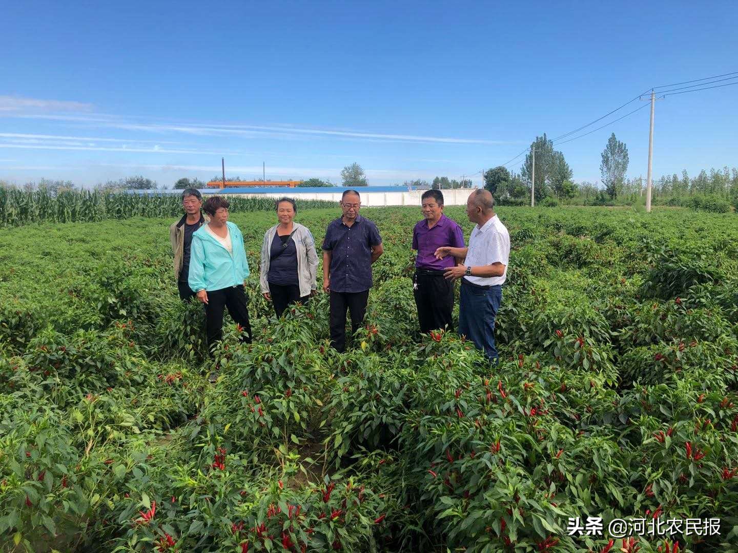 高效农业种植模式：备受农业专业合作社、农机专业户和包地大户青睐，让更多人受益
