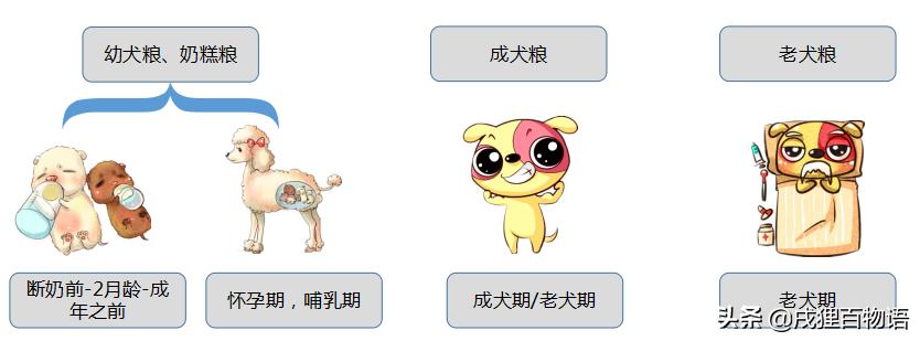 泰迪挑食不吃干狗粮怎么办,泰迪吃什么牌子狗粮最好