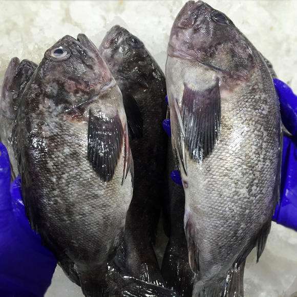 荣成哪种海鲜最值得信赖,荣成海鲜市场最大的螃蟹有多大