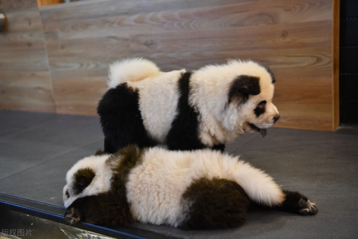 生活中松狮犬的养护须知是什么,松狮犬该怎么养这篇文章为你解读