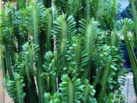 什么植物净化空气吸尘,室内净化空气吸尘最佳植物