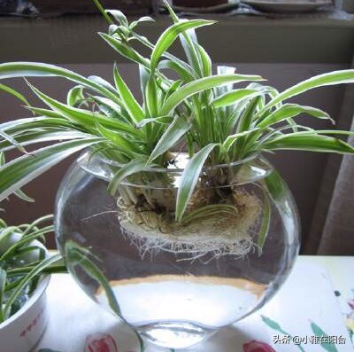 水培吊兰怎么用肥水好呢,水培吊兰怎么才能长得更好