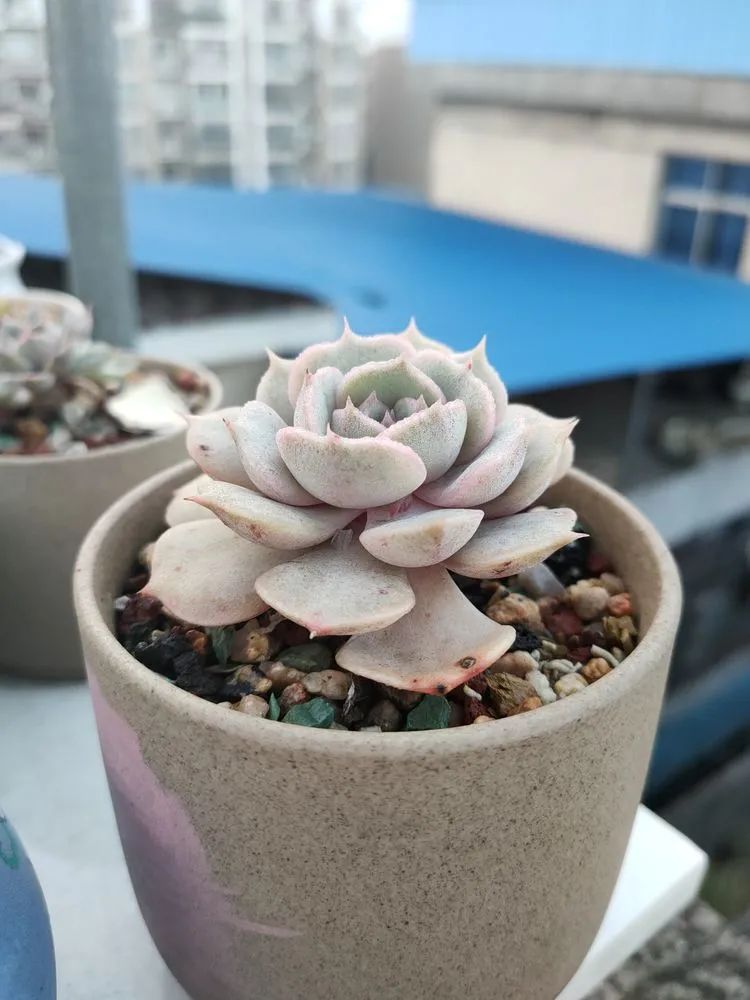 疫情期间在家欣赏多肉,疫情期间被多肉治愈