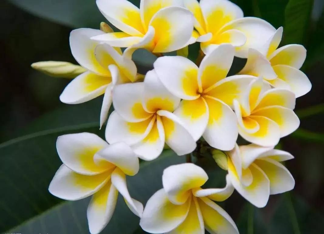 世界各国国花有哪些,各国的市花和国花有什么