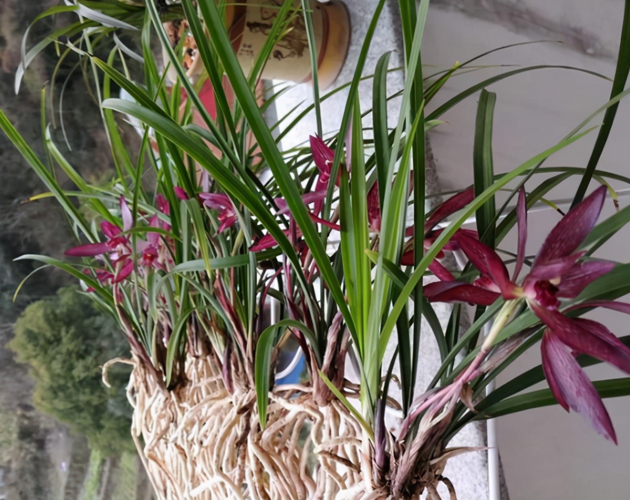 曾经不起眼的野草，现在成为“高档兰花”，花色鲜红，香味持久