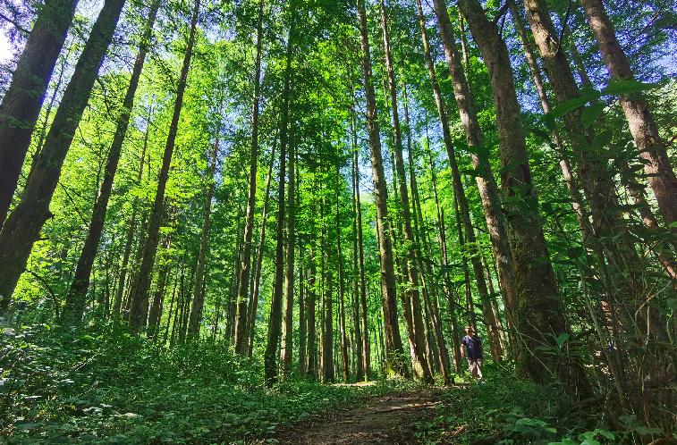 石柱黄水避暑景点,避暑胜地黄水