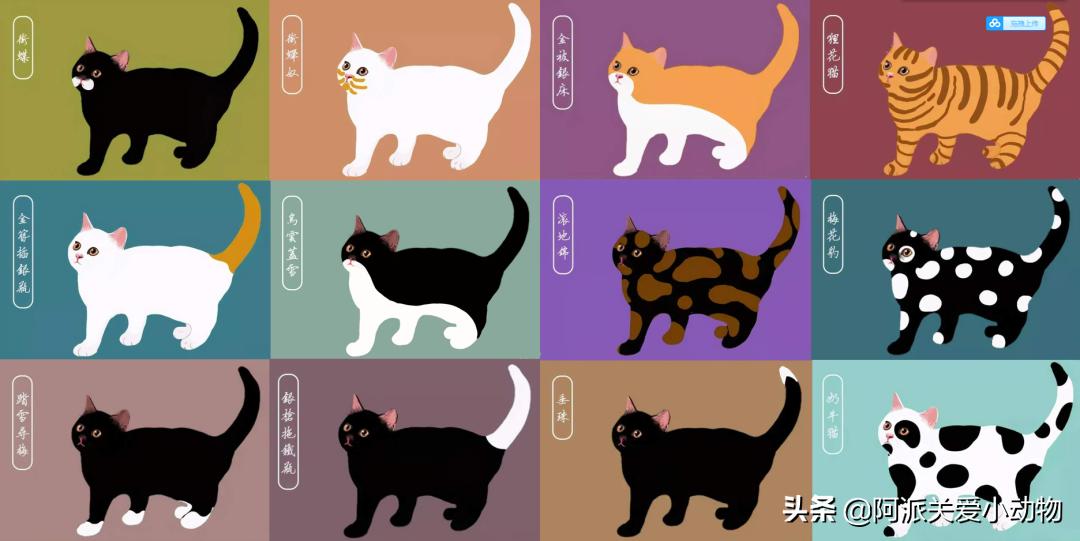 盖雪：信女愿一生荤素搭配，祈望这只拆家啊不，旺家猫找到新家