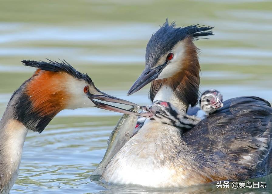 2020观鸟,观鸟大年影片