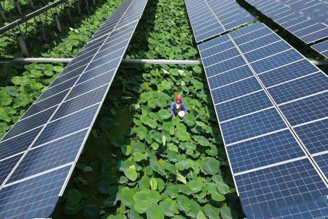 年产1000万株南药种苗、“光伏+农业”双收益……肇庆这个地方致富有“秘籍”！