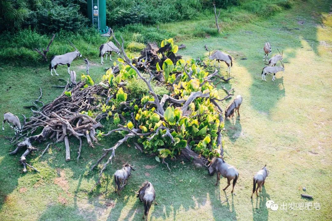 长隆飞鸟乐园长隆熊猫酒店怎么选,周一长隆野生动物园游玩攻略