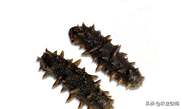 海参养殖的现状和前景如何,海参养殖的最新技术