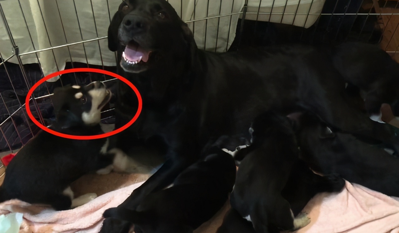 拉布拉多全生小奶狗,拉布拉多狗子生小奶狗