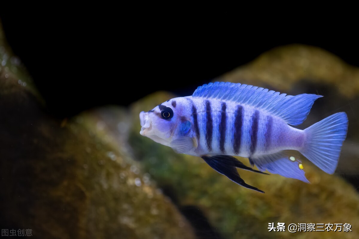 怎样养好三湖慈鲷小鱼苗,三湖慈鲷如何养好水草