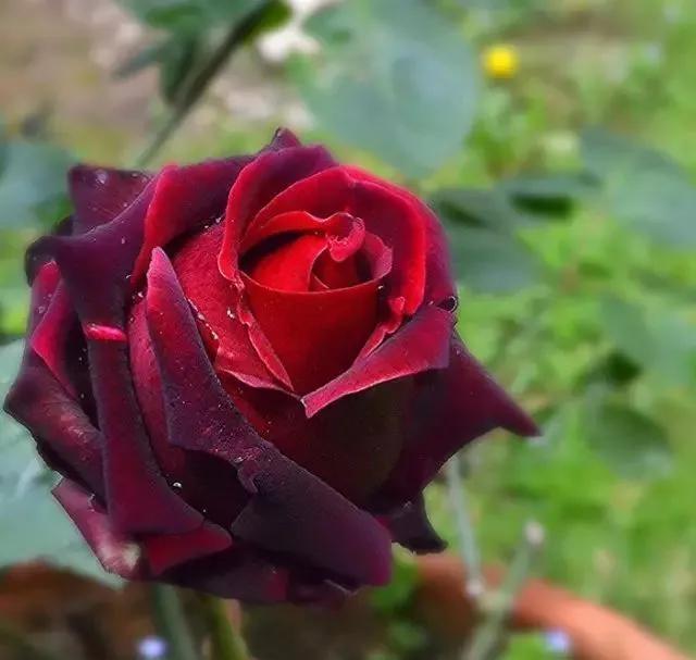 一万年一次的2020520；一起认识100种玫瑰~别送错啊