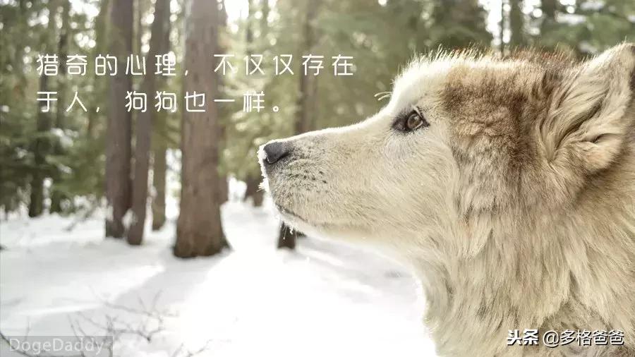 你知道狗狗是什么性格吗,你知道狗狗一些行为有什么含义吗