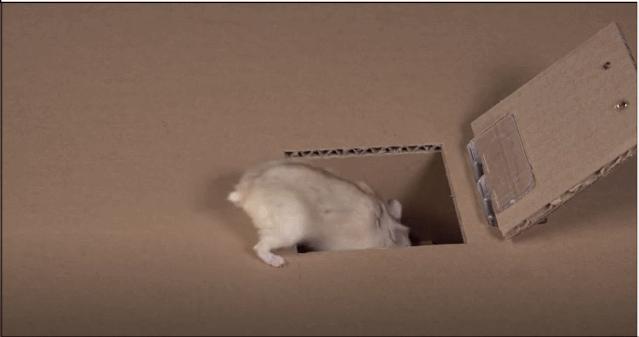 身价300万的仓鼠外网走红！住3层电梯豪宅，丰富娱乐，人不如鼠啊