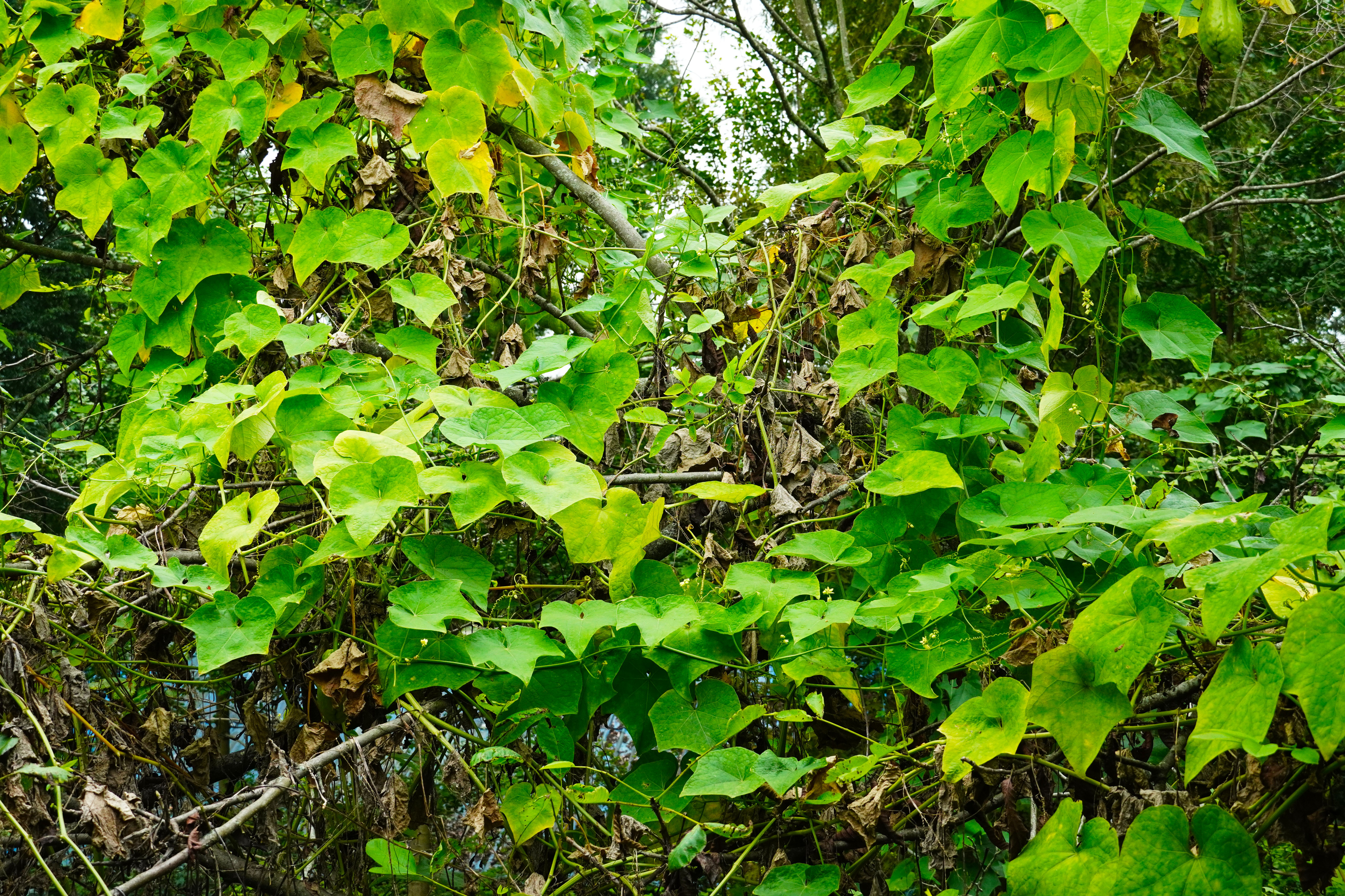 乡里南瓜子土特产,农家土特产南瓜子