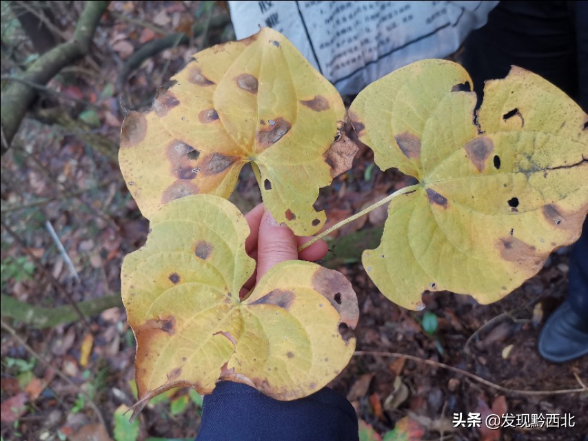 发现黔西北|毕节农村一种叫毛蕉的植物，做成食物很多人没有见过