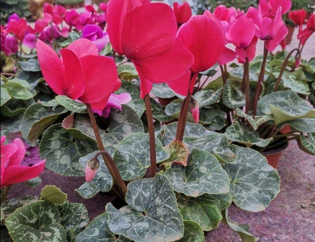 仙客来叶子枯萎怎么补救,仙客来烂叶子是什么原因