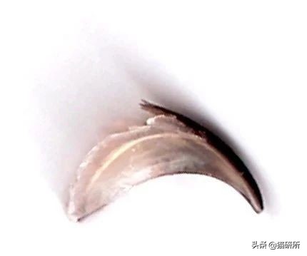 猫磨爪子什么意思,猫磨爪子