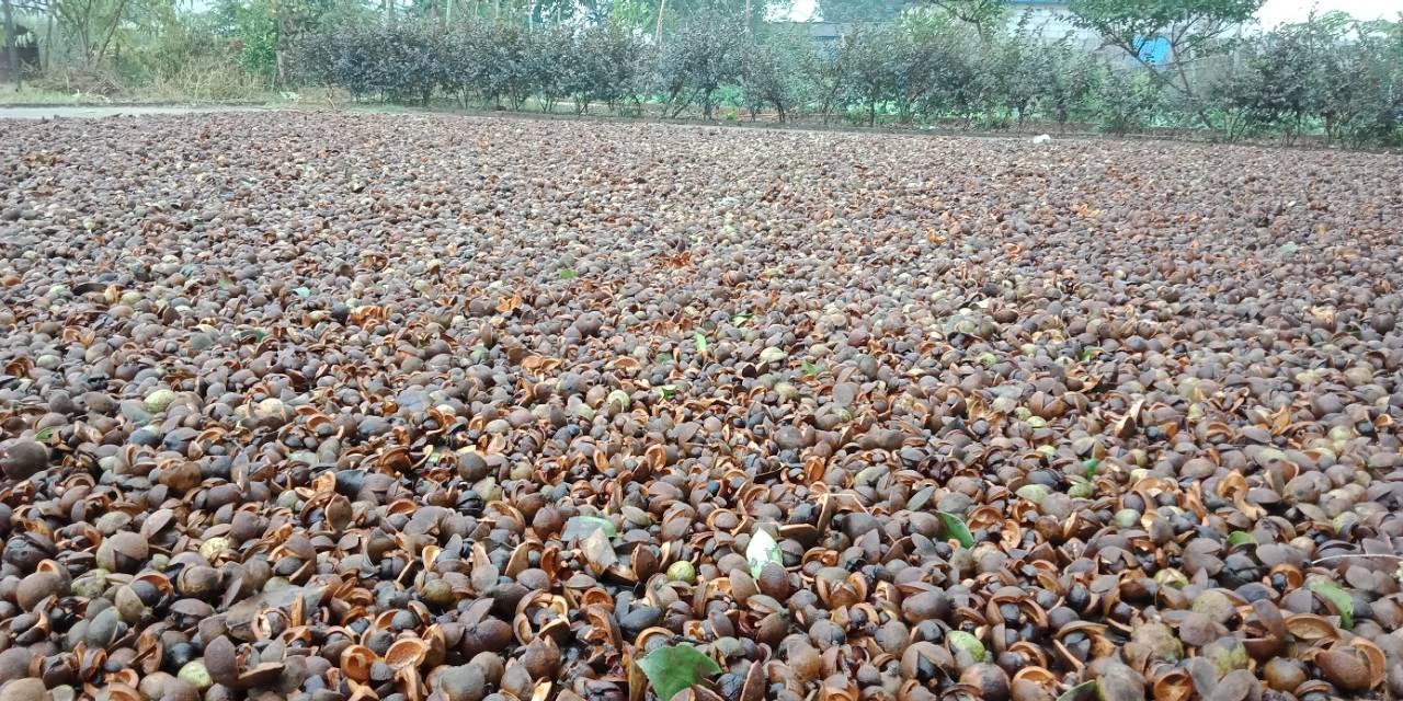 自己种茶籽油一般多少钱一斤,农村的油能卖多少钱一斤